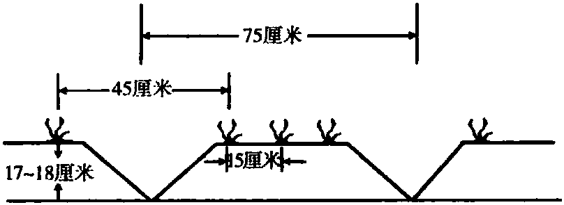 小麦垄作高效栽培技术